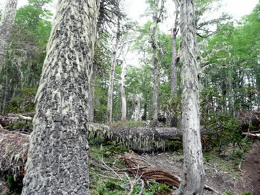 Lenga Wald im NP, erster Taqg des Reit Trails